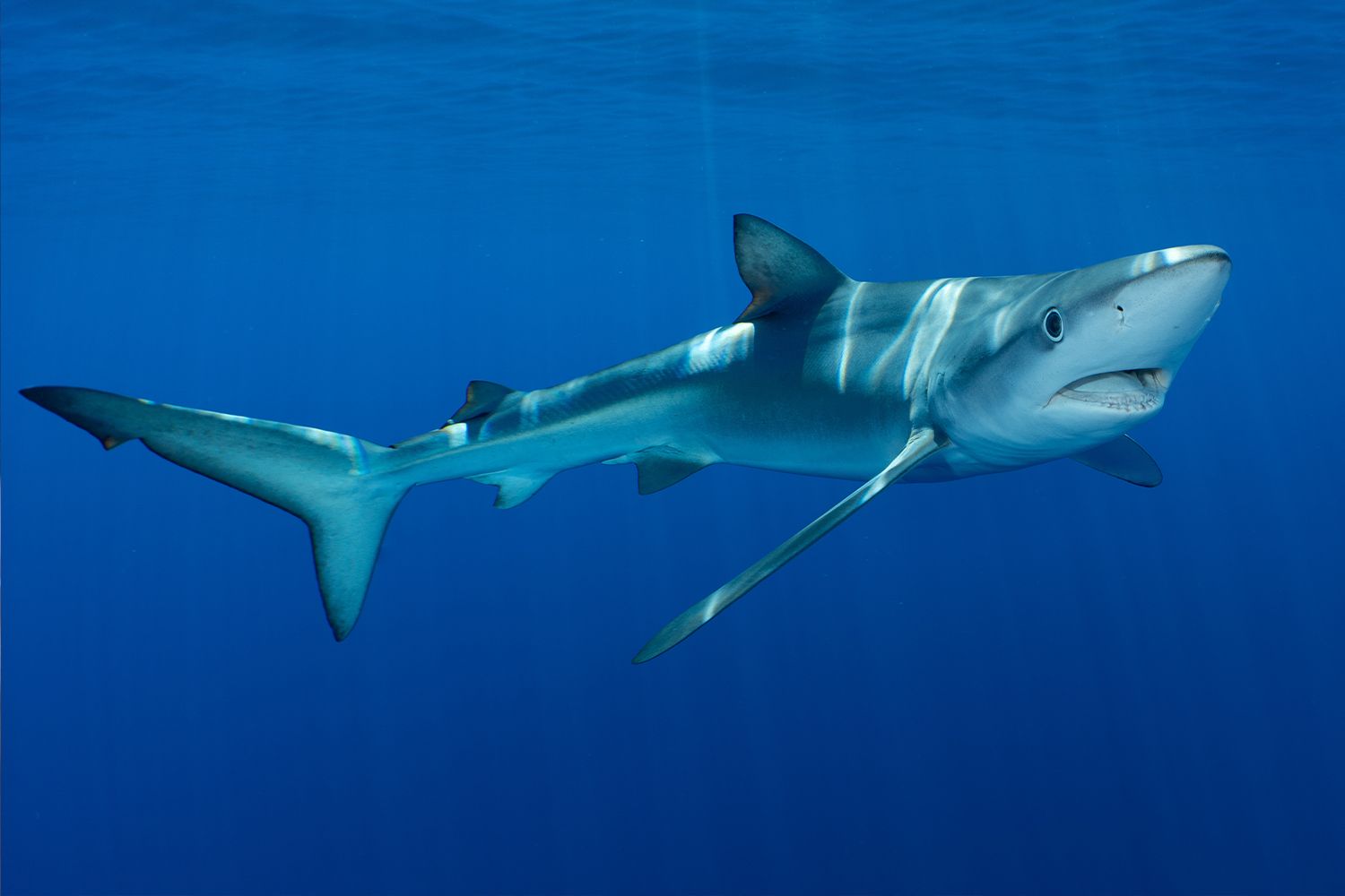Shark food fraud