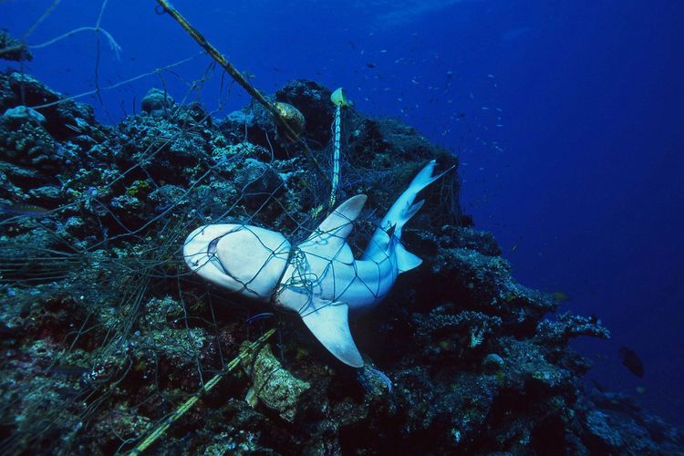 Immagine per articolo Ghost nets
