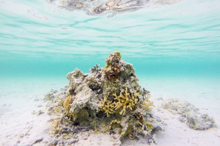 Immagine per articolo Corals in danger: the planet has passed the first climate tipping point