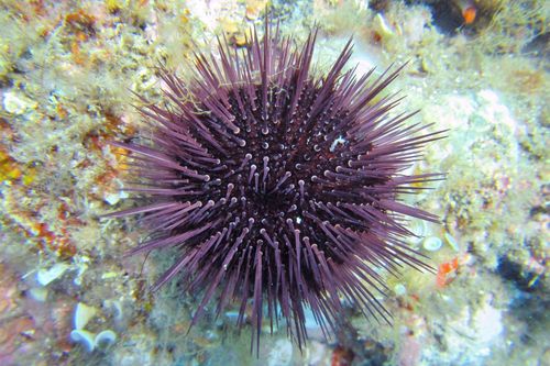 Sea urchins in the Mediterranean Sea