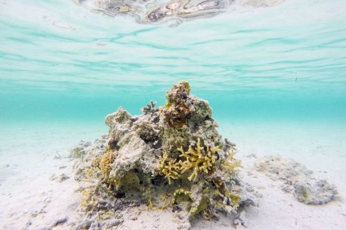 Corals in danger: the planet has passed the first climate tipping point