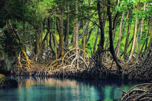 Progetti Blue Carbon: nature-based solutions per clima e biodiversità